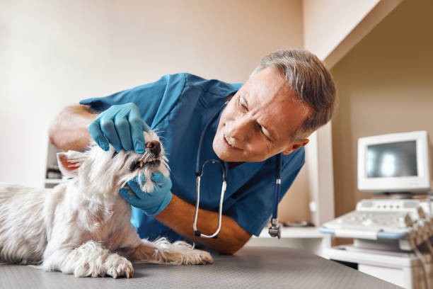 Best Emergency Denture Repair in Doffing, TX